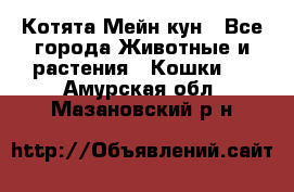 Котята Мейн кун - Все города Животные и растения » Кошки   . Амурская обл.,Мазановский р-н